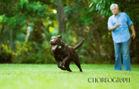 Senior man and Labrador dog