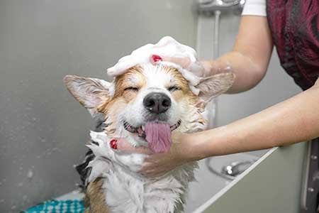 CHOREO-dog-bath