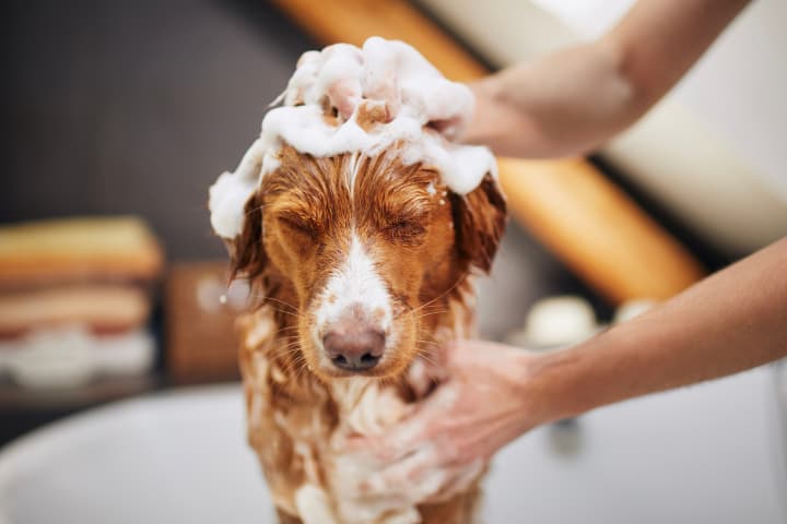 dog-wash