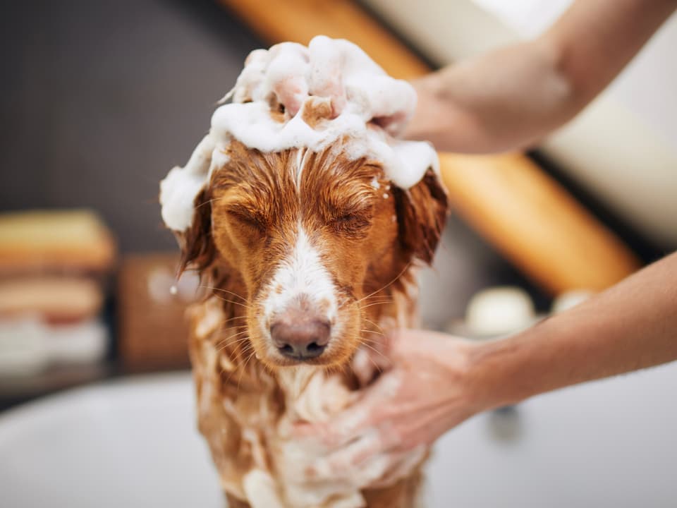 dog-wash