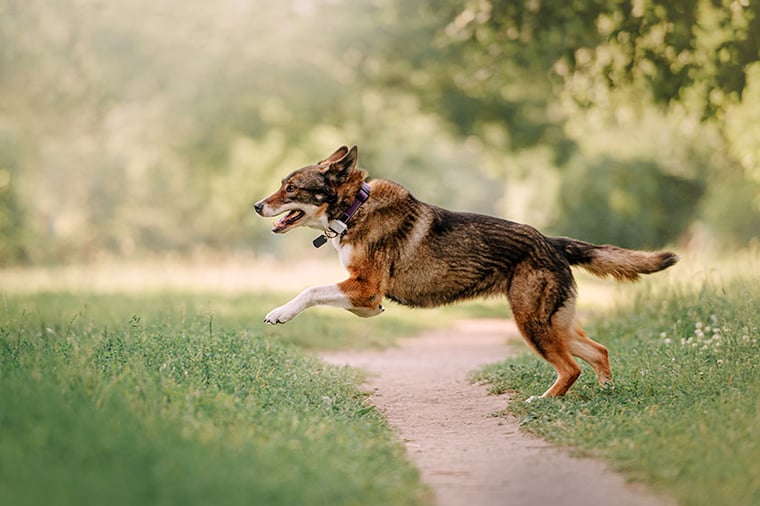 Happy mixed breed dog running outdoors