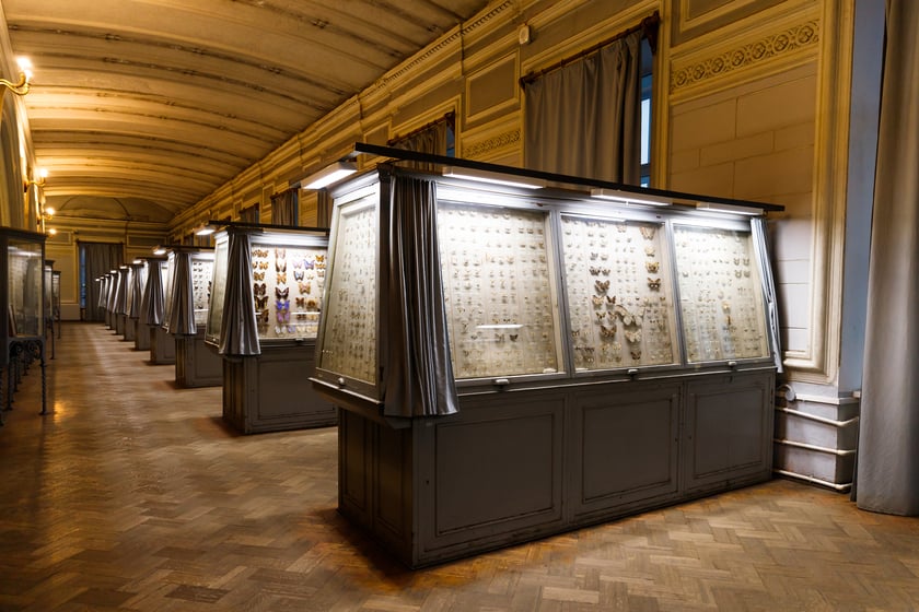 Butterfly Museum