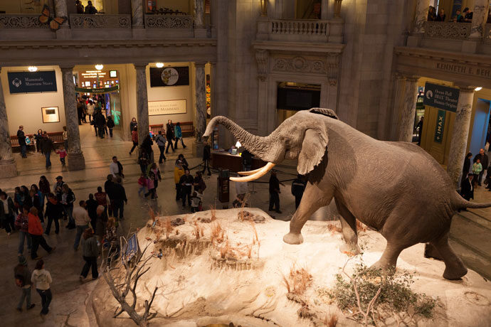 The Florida Museum of Natural History, Gainesville: Volunteering Opportunities To Give Back