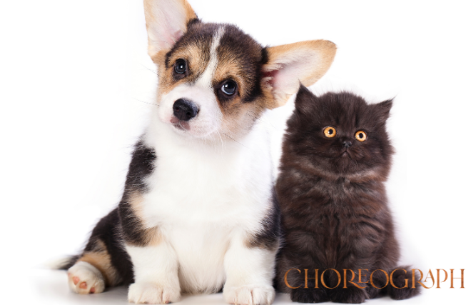 Puppy and kittens for seniors