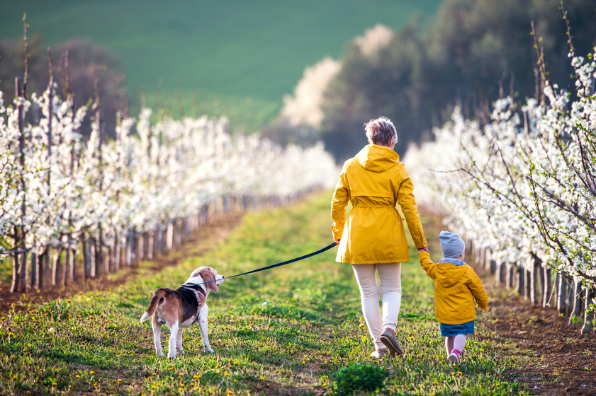 Dog Walker