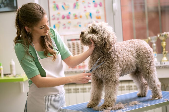 dog-grooming-services-in-gainesville-fl-img