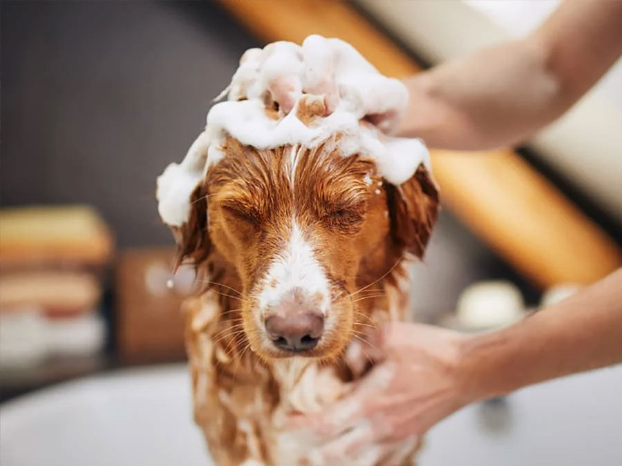 Barks & Bubbles Pet Salon