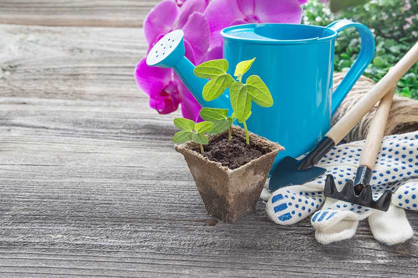 Concept of gardening: green shoots of seedlings in a peat pot, blue watering can, pink orchid flowers, rake and shovel on a wooden background, with space for text