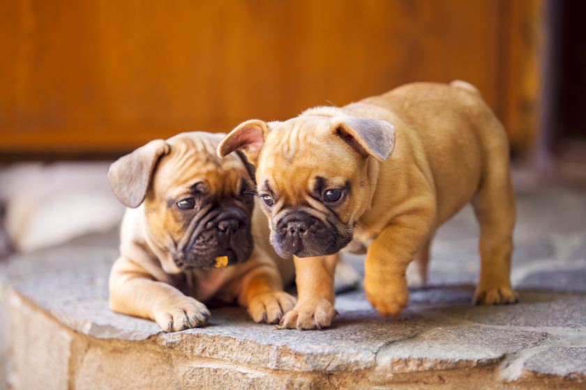 Furry Friends Unite 4 Best Pet Stores in Gainesville, FL