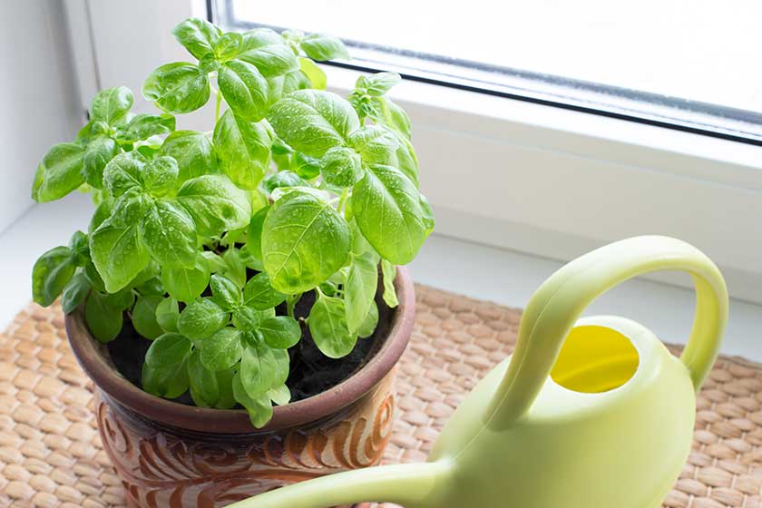 Green basil leaves grow on the windowsill.