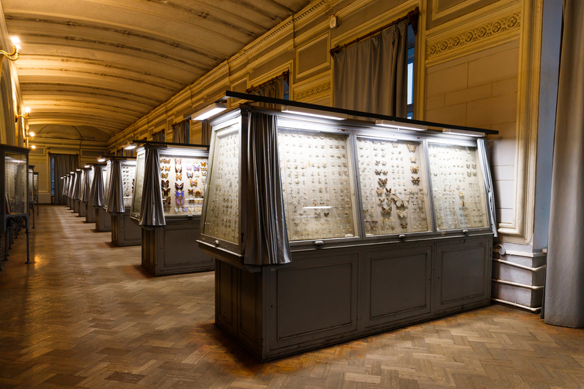 Butterfly Museum