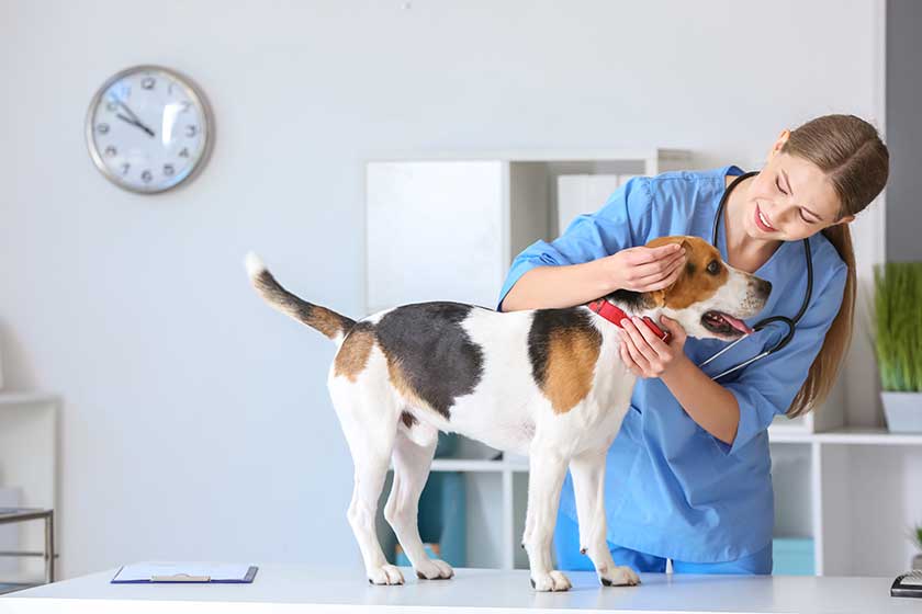 Pamper Your Pets Expert Veterinary Care In Gainesville, FL